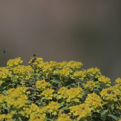 30.3.2013 261